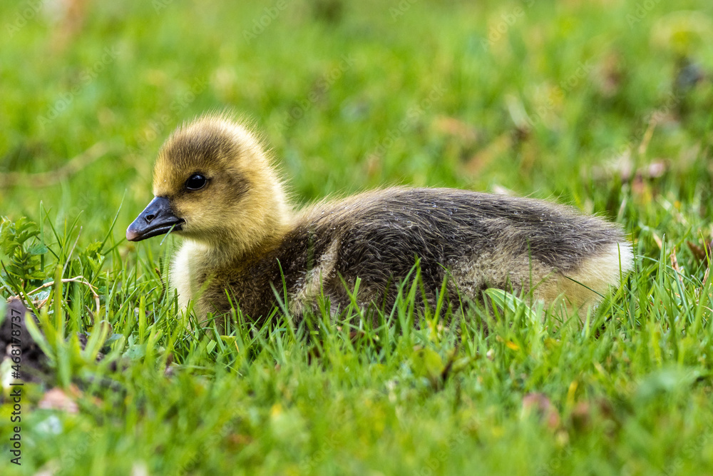 Beautiful yellow fluffy greylag goose baby gosling in spring, Anser anser Beautiful yellow fluffy greylag goose baby gosling in spring, Anser anser