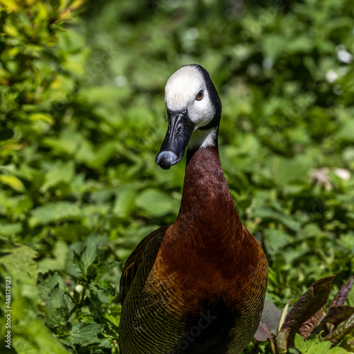White-faced whistling duck  Dendrocygna viduata. Birds watching