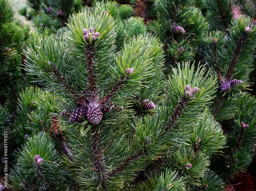 pine tree branches with cones pine tree branches with cones