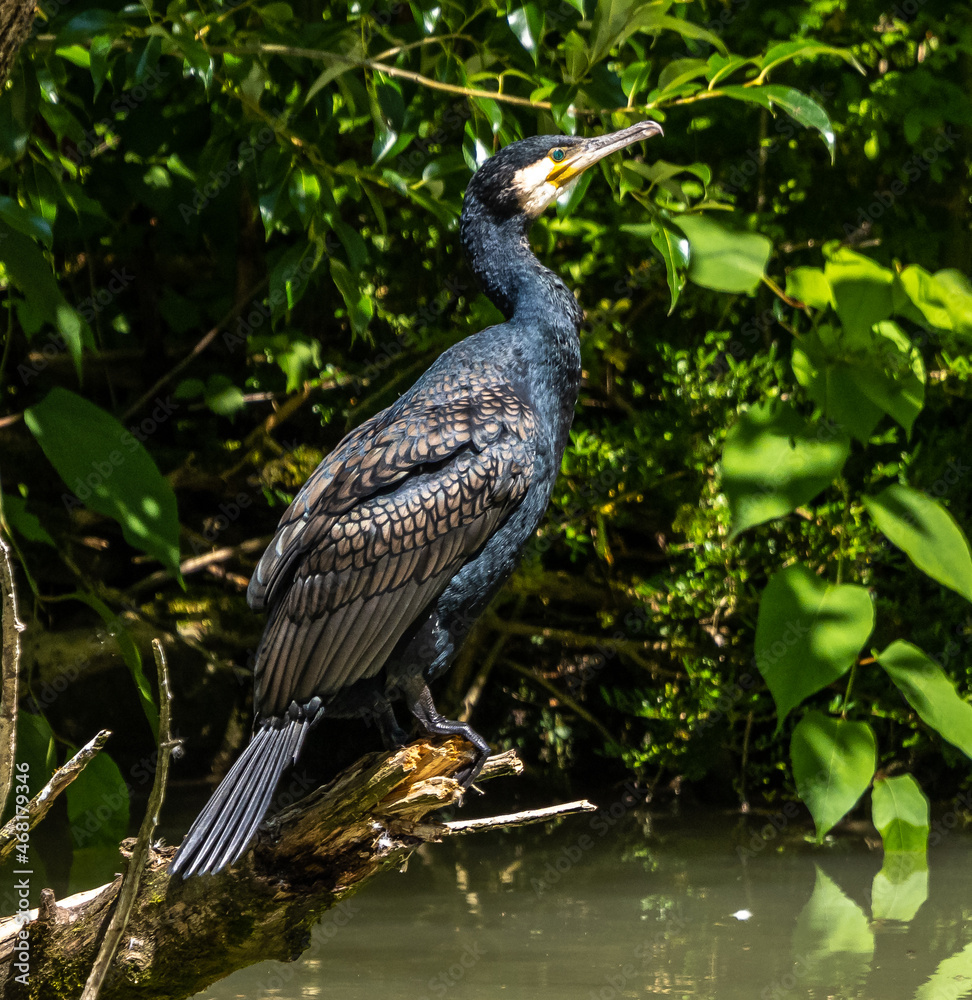 Fototapeta premium The great cormorant, Phalacrocorax carbo sitting on a branch