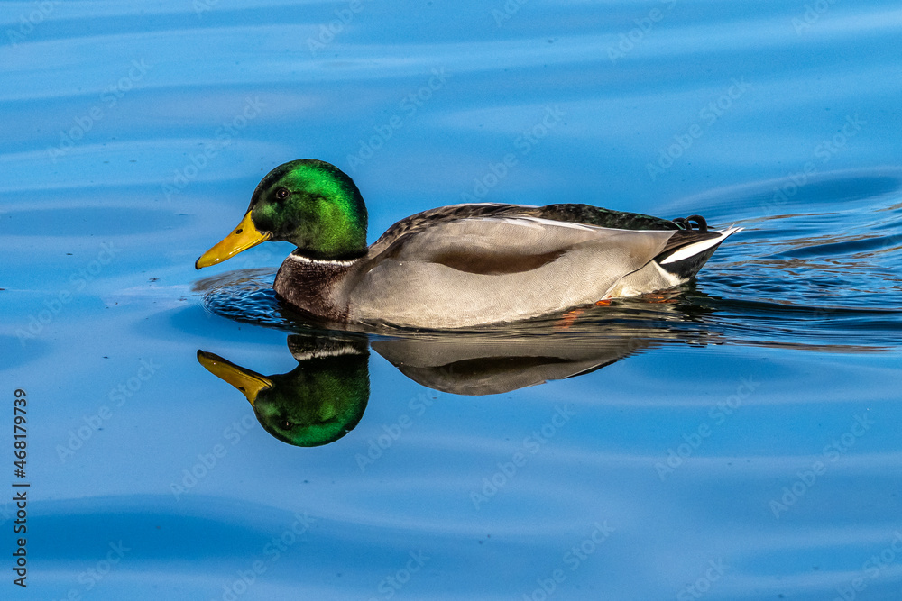 Wild duck or mallard, Anas platyrhynchos swimming in a lake Wild duck or mallard, Anas platyrhynchos swimming in a lake