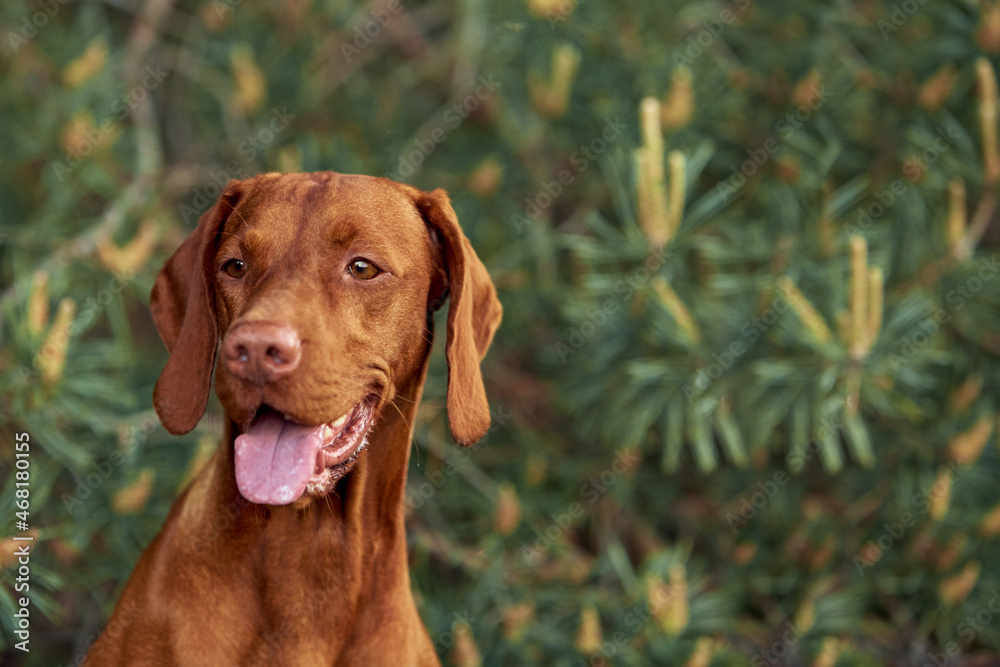 The Hungarian dog breed is on a walk in the summer in nature. The dog plays with its master.