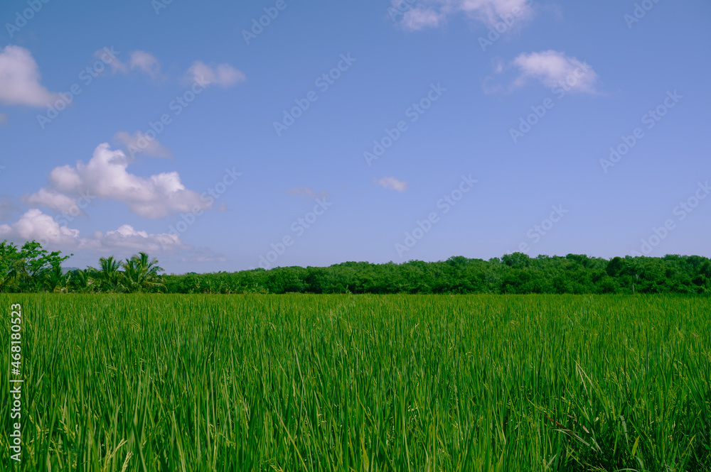 ranch rice husbandry biodiversity green plantation outdoor. Photo of a rice plantation taken in the Dominican Republic in the morning. Photo of a rice field taken in natural conditions with a medium-r