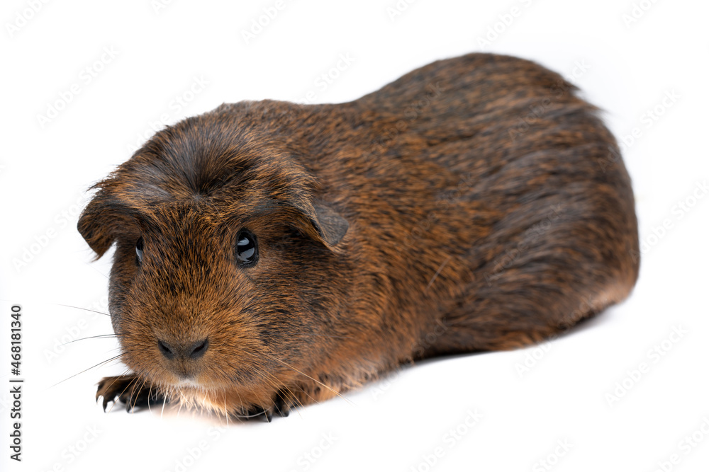 Guinea Pig Guinea Pig