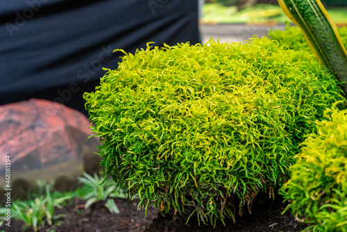 Polyscias fruticosa growth in garden.
Ornamental trees green park named Ming aralia. Selective Focus. Defocus photo