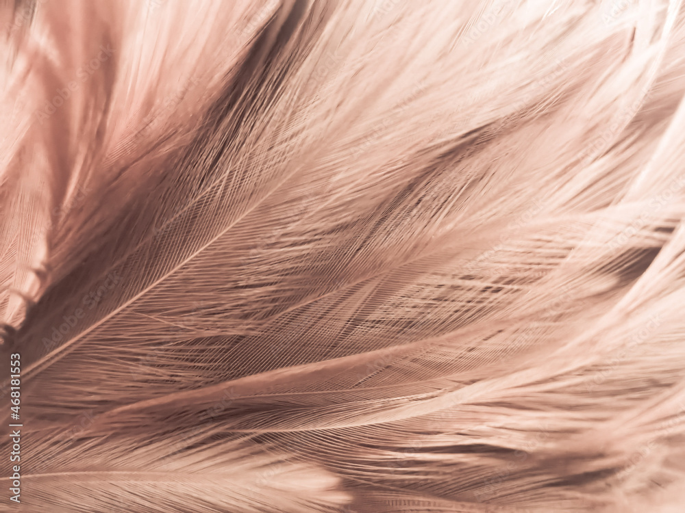 Beautiful abstract white and brown feathers on white background and