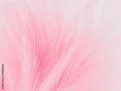 Beautiful abstract light pink feathers on white background   white feather frame on pink texture pattern  pink background  love theme wallpaper and valentines day  white gradient