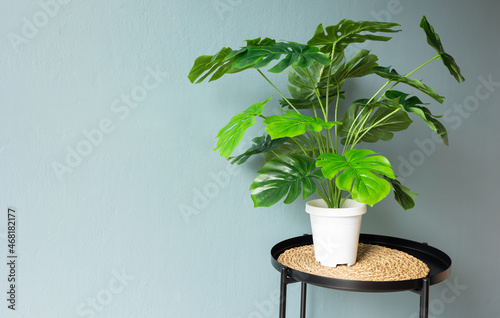 Backdrop of green-painted plaster wall decorated with beautiful leaf plant shows tropical style, minimalist and modern decoration of house or room shows natural, environmental and comfortable feeling.