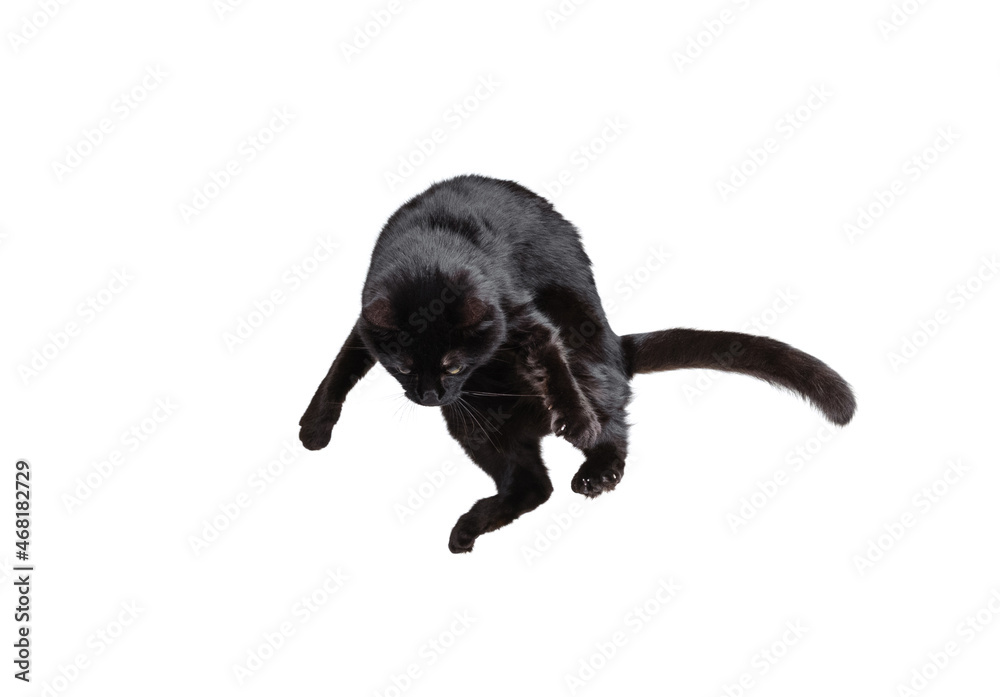 Obraz premium Portrait of beautiful playful breed cat jumping, flying isolated on white studio background. Animal life concept