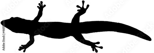 silhouette de gecko  photo