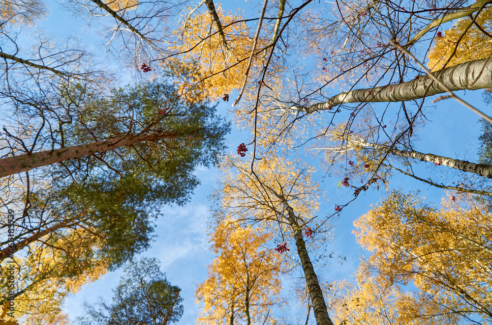 Fototapeta premium autumn trees in the forest