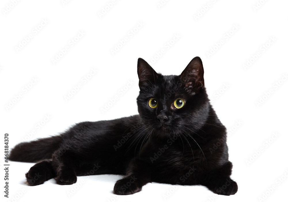 One beautiful black purebred cat with green eyes lying on floor isolated on white studio background. Animal life concept