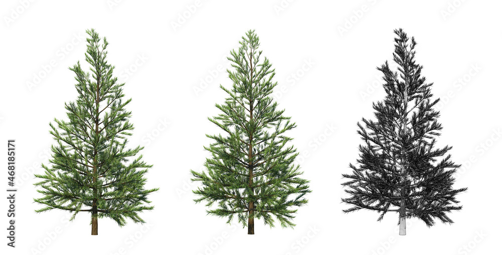 Small spruce 3D rendering.