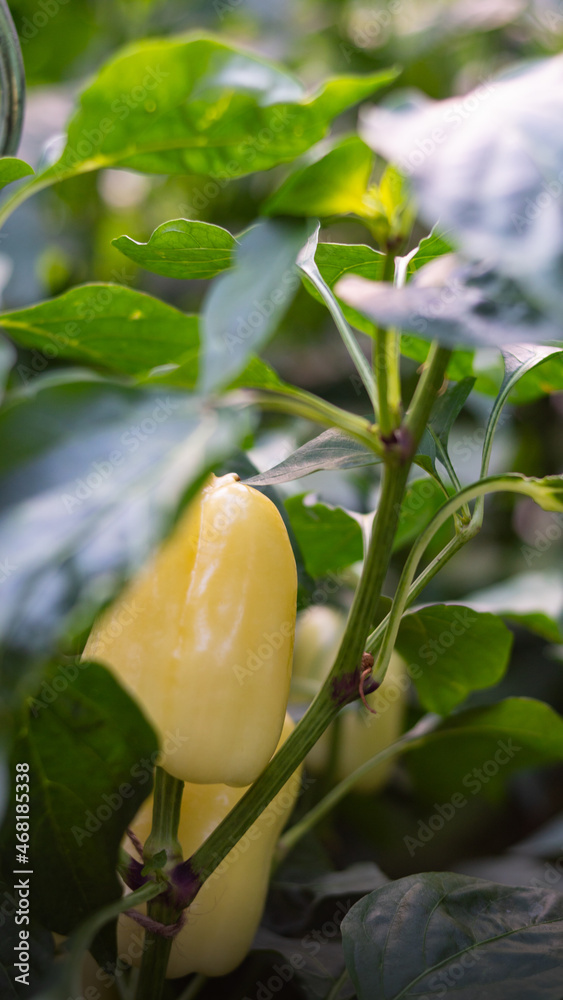 Fototapeta premium yellow pointed peppers in the vegetable patch