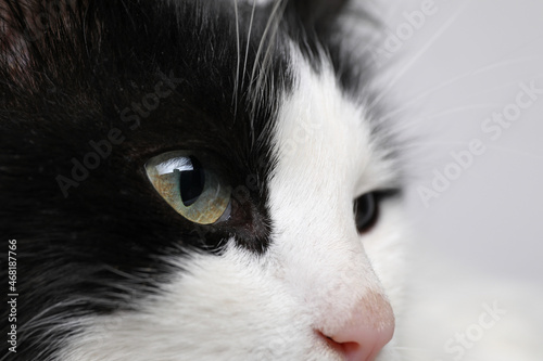 Closeup view of black and white cat with beautiful eyes on light background