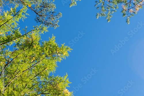 Autumn trees with yellow leaves. Trees with yellowed foliage against a clear blue sky. Bottom view