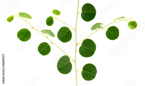 Фотография Leaf of caper plant.