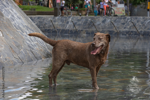 chocolate-colored dog in the sun at a water fountain