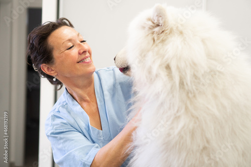 Fototapeta Naklejka Na Ścianę i Meble -  A purebred Samoyed is at the medical examination in the Veterinary clinic. The female vet is checking his condition.