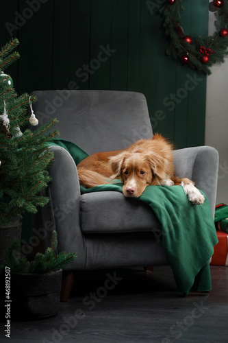 A dog on a chair next to a Christmas tree. New Year's atmosphere. Holiday Nova Scotia duck Tolling Retriever at home