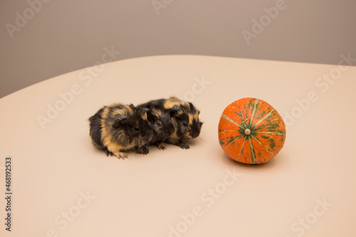 Little guinea pig with yellow pumpkin. October. halloween 