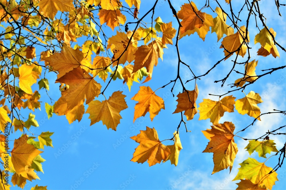 Colourful autumn leaves against a blue sky.