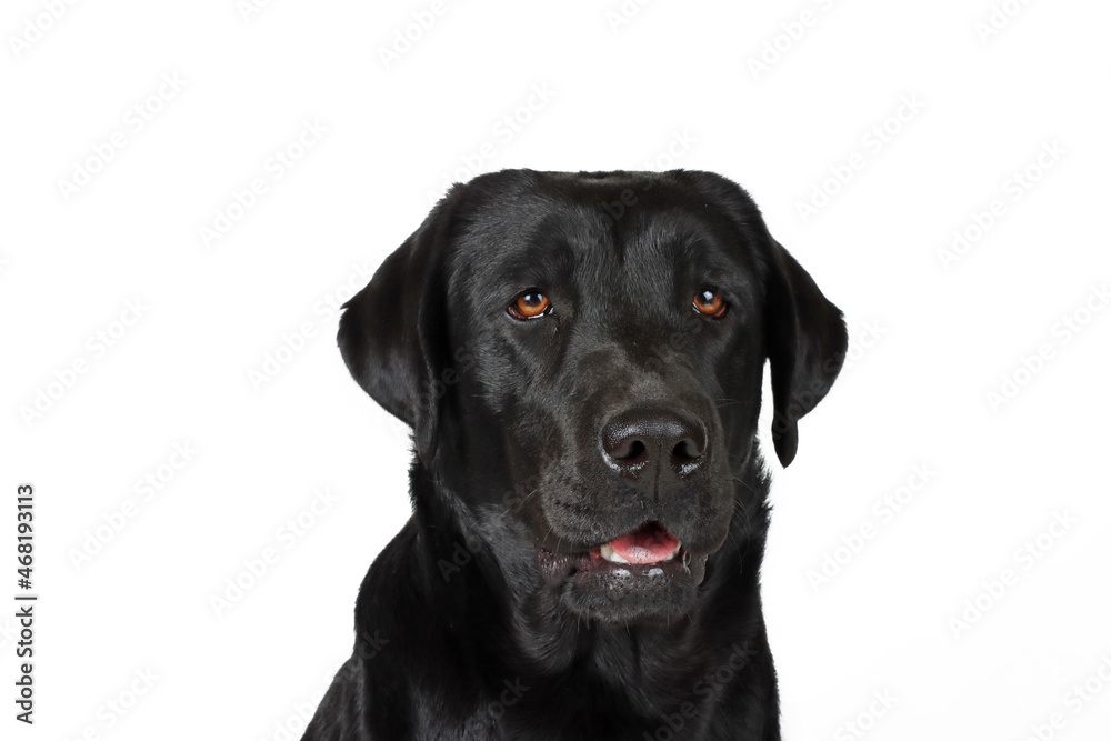 black labrador retriever dog