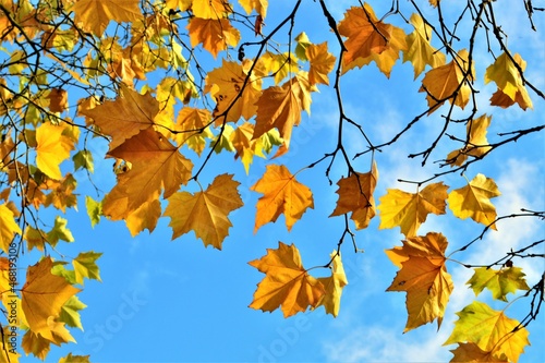 Obraz na płótnie Colourful autumn leaves against a blue sky. w salonie