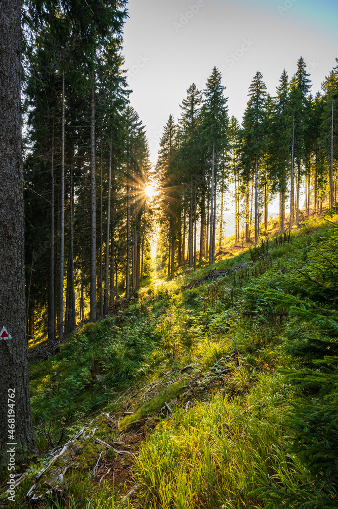 Gegenlichtszene mit Sonnenstern auf einer Lichtung im Wald