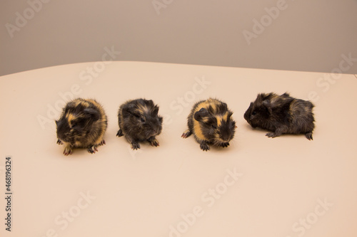 Four cute little guinea pig on walk