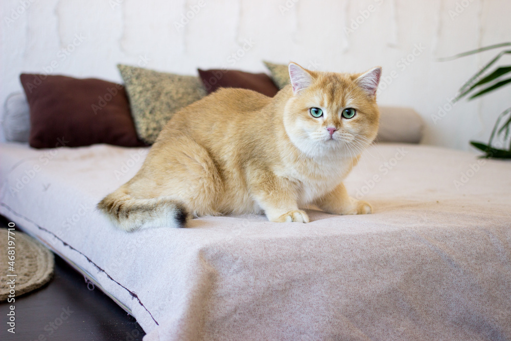Golden Cat With Green Eyes