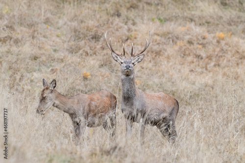 Deer male and female in the field  Cervus elaphus 