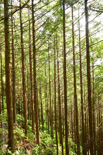 Scenic Lush Green Pine Tree Mountain Landscape  Kumano Kodo  in Mie  Japan -                                            