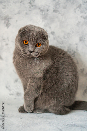 gray british fold cat with brown eyes sits on the background of a white wall
