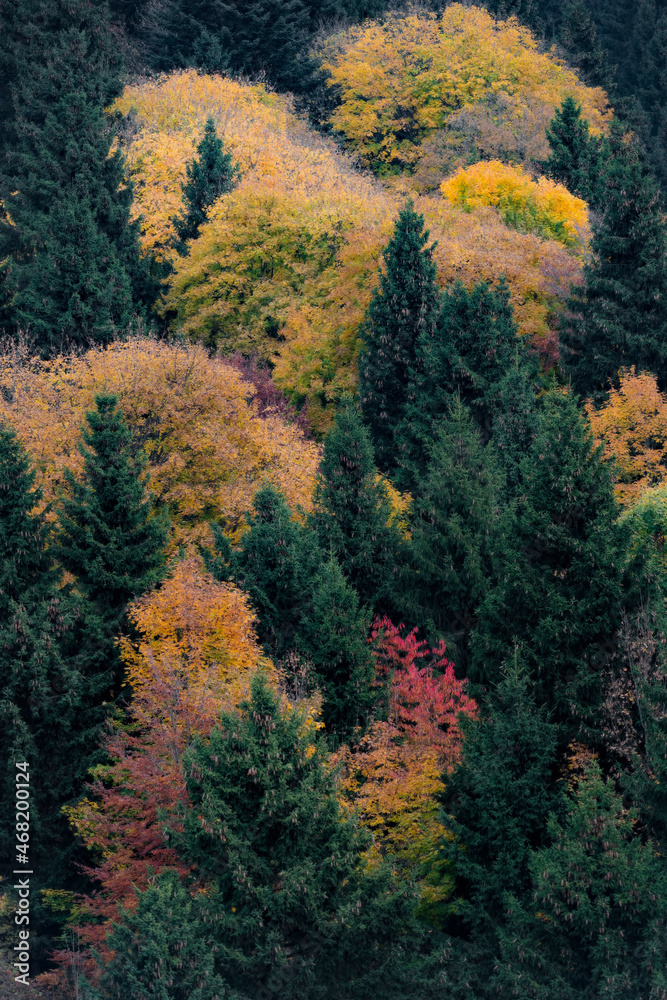 Shades of autumn in the mountain forest Shades of autumn in the mountain forest