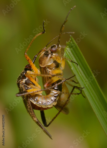 Two beetles mating on a plant stem, female eating grass