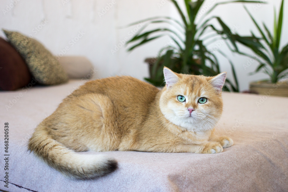 Cute golden cat lying on bed. Breed British shorthair cat with green eyes. Close up