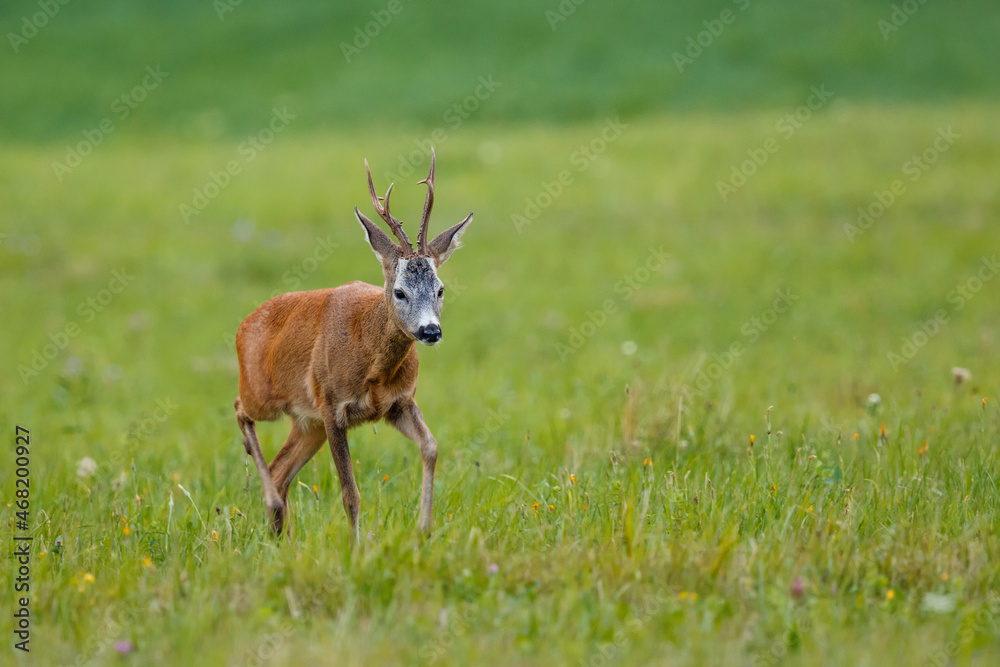 Running roe deer buck. Animal in the meadow. Abnormal antlers. Wildlife, Capreolus capreolus, Slovakia. Running roe deer buck. Animal in the meadow. Abnormal antlers. Wildlife, Capreolus capreolus, Slovakia.