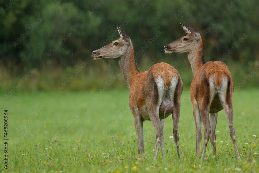Two red deer females standing on the meadow during rainfall. Summer, wildlife, animal, Cervus elaphus, Slovakia. Two red deer females standing on the meadow during rainfall. Summer, wildlife, animal, Cervus elaphus, Slovakia.