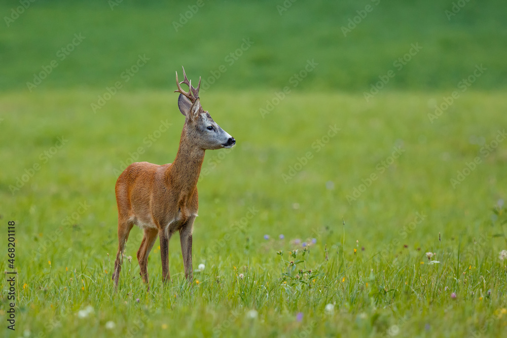 Portrait of roe deer buck. Roe deer buck during matting season. Wildlife. Capreolus capreolus, Slovakia Portrait of roe deer buck. Roe deer buck during matting season. Wildlife. Capreolus capreolus, Slovakia