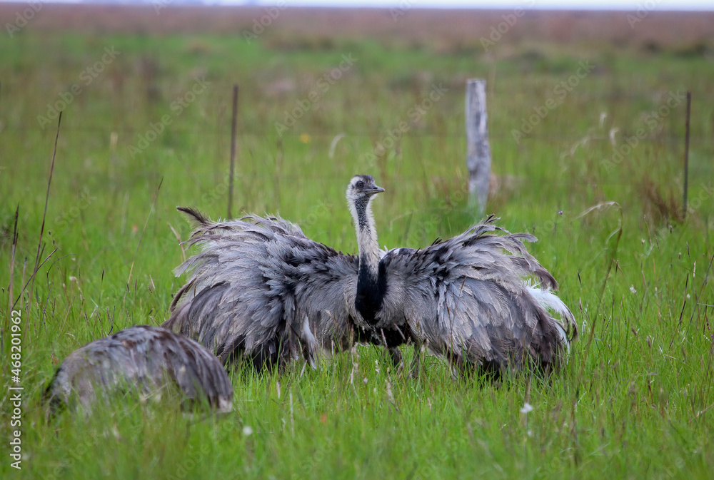 The rheas are large ratites in the order Rheiformes, native to South