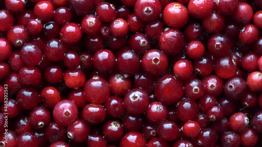 Harvest the red fresh cranberry, close up, top view. Beautiful texture with red berries background, rotate Harvest the red fresh cranberry, close up, top view. Beautiful texture with red berries background, rotate