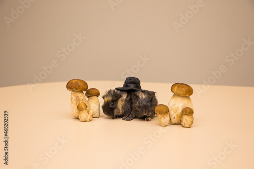 little funny guinea pig with autumn mushrooms
