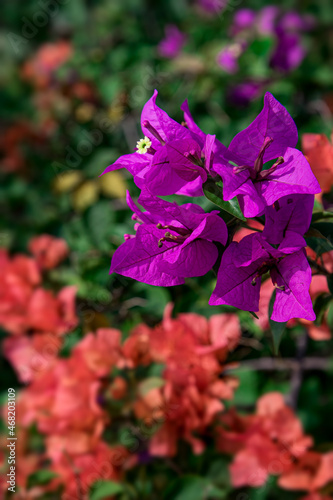 beautiful Close-up view of bush Bougenville with branches in the garden bright colors blurry background. Bougenville flower are also called paper flowers  The color of flower sheath on plant varies