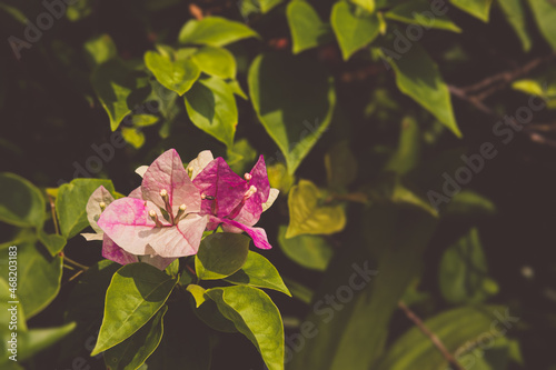 beautiful Close-up view of bush Bougenville with branches in the garden bright colors blurry background. Bougenville flower are also called paper flowers  The color of flower sheath on plant varies