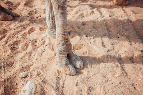 Camel legs close-up on sand background photo