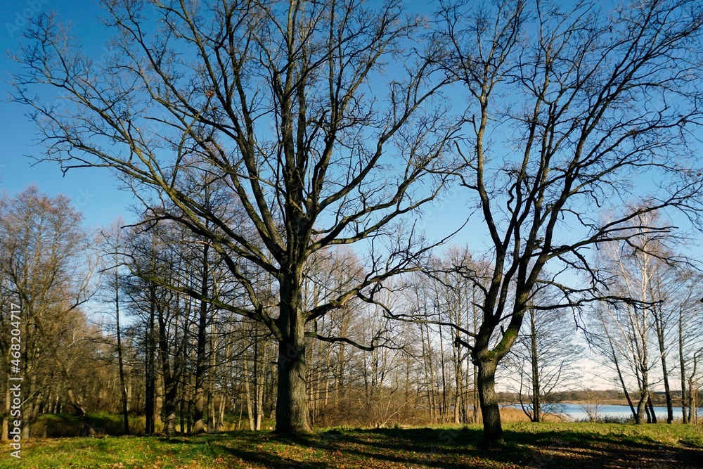 Sunny day in November. Late fall. Broad-leaved plantations on the shore of the lake. Huge old oaks. Sunny day in November. Late fall. Broad-leaved plantations on the shore of the lake. Huge old oaks.