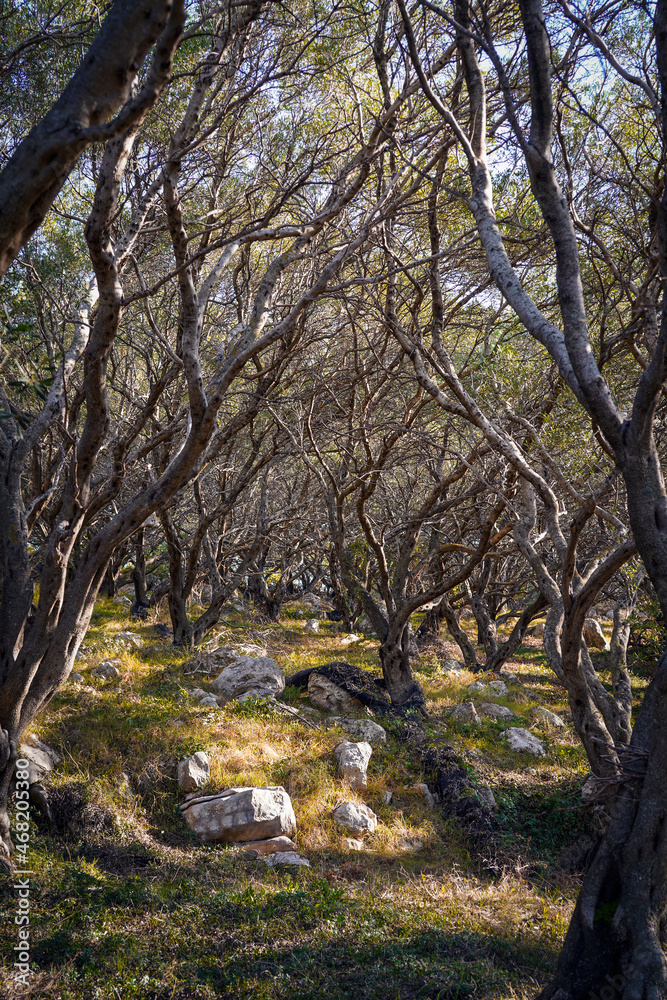 olive grove on the island of Corfu, Greece olive grove on the island of Corfu, Greece