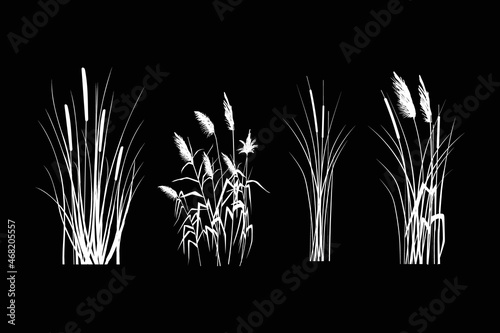 Vector hand drawing sketch with reeds
Cane silhouette on white background. 