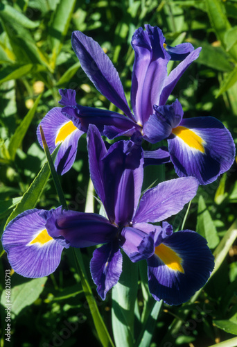 Iris  Iris  Blue Magic 